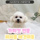 퍼피돌 | 삼송 원흥 애견미용 퍼피돌에서 비숑 가위 컷 후기