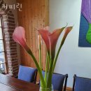 커피린 이미지