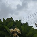 또바트(구예스유치원) | 혼자 치앙마이 한달살기 (5)
