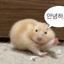 구울램 이미지