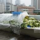 이웃사랑의원 | [광교더빛나부동산] 광교지역 이웃들을 위한 사랑의 김장 나눔 봉사활동 후기