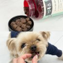 멍이펫 | 멍톡스 폴짝 조인트, 노견에게 꼭 필요한 강아지관절영양제 디톡스펫 후기