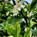 시조.소리마당 이미지