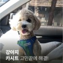 행복펫 | 강아지 차 탈 때 행복해진 이유, 펫테일 바리스타 카시트 후기