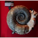 자연사박물관우석헌 이미지