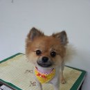 유니동물병원 이미지