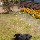 꽃보다 강쥐 이미지