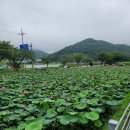 마하재활병원 | 거제 원각사 입구 마하 재활병원 앞뜰의 연꽃과 수국