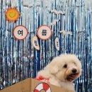 가치있개 반려견 유치원 이미지