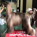 카사노바에리켄넬 이미지