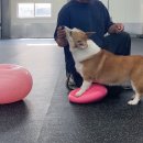 올 마스터 독 이미지