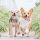 현화동물병원 | 좋은 기억들로만, 서울·경기·수도권·광주 지역 반려동물 장례식장 해피엔딩(반려동물장례식장,THE플랫)