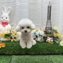 신항동물병원 | 신항만애견미용으로 비숑전문 "개르띠에" 찐후기^^