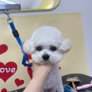 굿데이멍 이미지