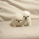 화이트 퍼피 켄넬 이미지