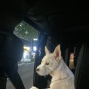 푸른숲동물병원 이미지