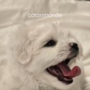 꼬똥몽드 이미지