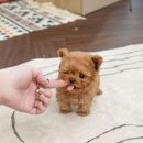 유앤미동물병원 | 인천 강아지분양 유앤미펫에서 믿을 수 있는 반려견 가족 맞이하는 방법