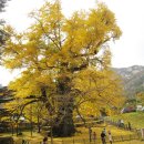 2025 천태산 은행나무 시 모음집 발간 및 걸개시화전 원고모집 이미지