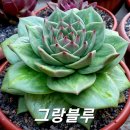 그랑블루 이미지