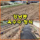 (텃밭) 옥수수와 강낭콩 모종 심었습니다. 이미지