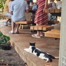 새우마농장 | 하와이 신혼여행(6)- 오하우섬투어(한국지도마을, 중국인모자섬, Dole plantation, 와이켈레아울렛...