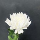 연락 | 장례식 근조화환 후기 잘 받았다고 연락 온 회사 동료