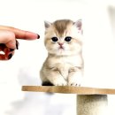 하늘켄넬 | 동탄고양이분양 새 식구 맞이 꿈꾸던 밤하늘 아래