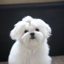 말티즈하우스 이미지