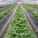 삼기농장 이미지