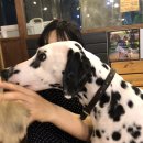 킹콩하우스 애견카페 이미지