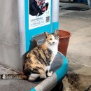 ⛽️ 주유소 🐱 고양이 이미지