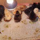 코코농장 2 이미지