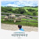 세상목장 | 대관령양떼목장 여름 방문 후기 (아이랑 소요시간 건초주기 체험)