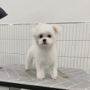 라떼멍살롱 이미지