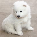 초이스외과동물병원 이미지