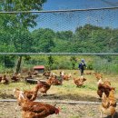 지리산감자탕 이미지