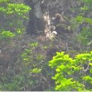 푸른 둥지 이미지