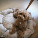 냥이멍이네 이미지