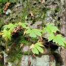 지장산 입구 화장실 이미지