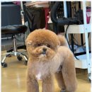 우리펫살롱 이미지