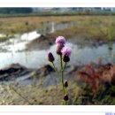 백화초등학교 이미지