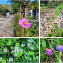 치악산둘레길 9코스 자작나무길 | [치악산둘레길 9코스 자작나무길(석동종점~금대삼거리)]가을비 걷어낸 파란하늘 맑은 숲(&#39;25, 10/19)