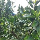 종철농장 이미지