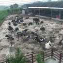 행복한목장 이미지