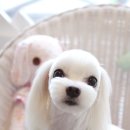 똥강아지 미용 이미지