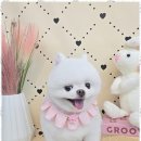 메리몰펫샵 이미지