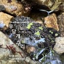 무당개구리 쟁기봉 계곡 Plough Peak Valley 이미지