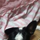 피오나 Daum카페