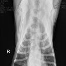 조형선외과동물병원 이미지